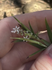 Leucopogon australis