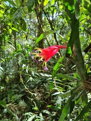 Billbergia euphemiae