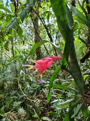 Billbergia euphemiae