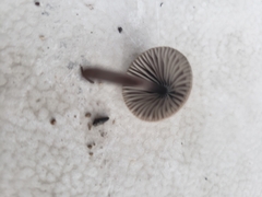 Mycena capillaripes