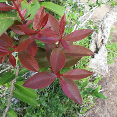Acokanthera oppositifolia