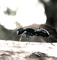 Polyrhachis phryne