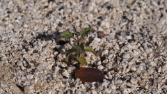 Acalypha californica