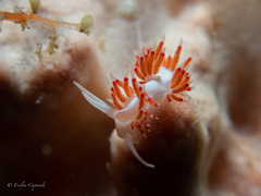 Flabellina dushia