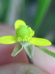 Ranunculus reflexus