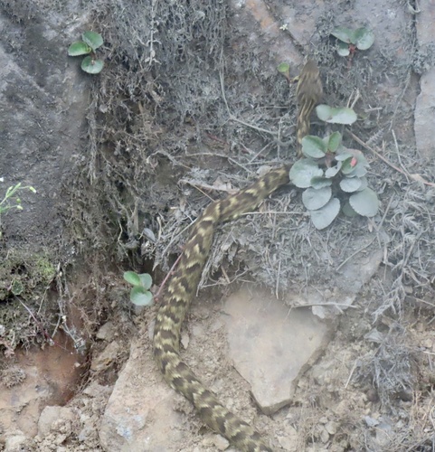 Photo of a Andean Lancehead (Bothrocophias andianus)