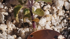 Acalypha californica