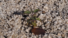 Acalypha californica