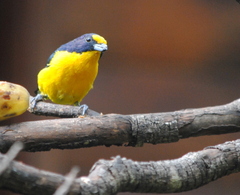 Euphonia violacea