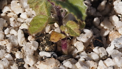 Acalypha californica