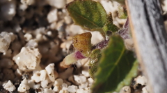 Acalypha californica
