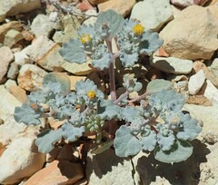 Psathyrotes ramosissima