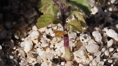 Acalypha californica