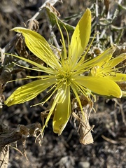 Mentzelia laevicaulis