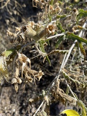 Mentzelia laevicaulis