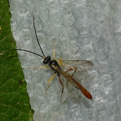 Campopleginae