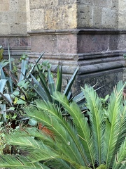 Agave arcedianoensis