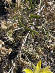 Mentzelia laevicaulis