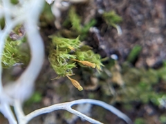 Ulota crispula