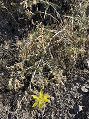 Mentzelia laevicaulis