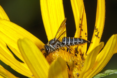Coelioxys modestus