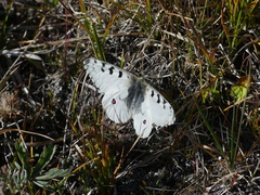 Parnassius smintheus