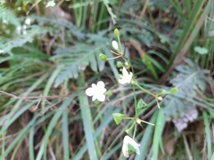 Libertia paniculata