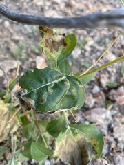 Agromyzidae