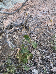 Agromyzidae