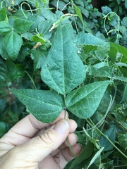 Rhynchosia precatoria