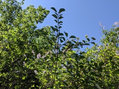 Viburnum ellipticum