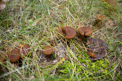 Dermocybe
