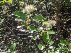 Viburnum ellipticum