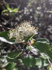 Viburnum ellipticum