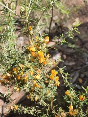 Pultenaea largiflorens