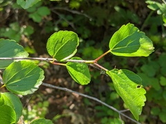 Viburnum ellipticum