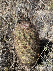 Echinomastus intertextus