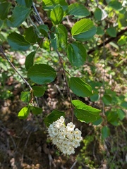 Viburnum ellipticum