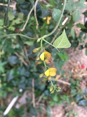 Rhynchosia precatoria