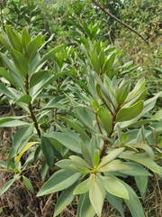 Myoporum bontioides