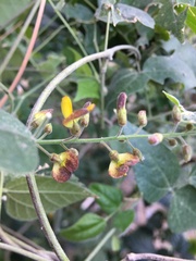 Rhynchosia precatoria