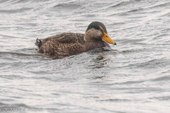 Anas rubripes × platyrhynchos