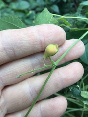 Rhynchosia precatoria