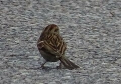 Spizella passerina