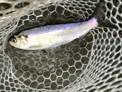 Alosa pseudoharengus