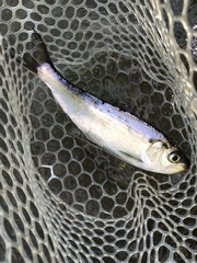 Alosa pseudoharengus