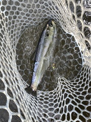 Alosa pseudoharengus