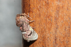 Brachycodilla carmen