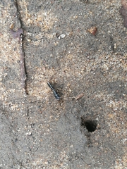 Ponerinae