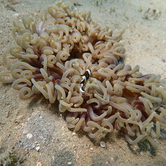 Macrodactyla doreensis